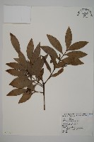 竹柏藏品圖，第1張