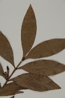 竹柏藏品圖，第3張