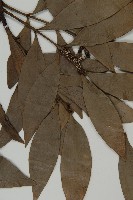 竹柏藏品圖，第4張