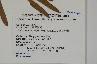 大葉羅漢松藏品圖，第2張