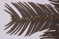 臺灣粗榧、台灣三尖杉藏品圖，第3張