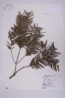 臺灣粗榧、台灣三尖杉藏品圖，第1張