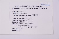 臺灣粗榧、台灣三尖杉藏品圖，第2張