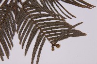 臺灣粗榧、台灣三尖杉藏品圖，第3張