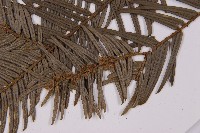 臺灣粗榧、台灣三尖杉藏品圖，第4張