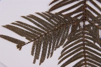 臺灣粗榧、台灣三尖杉藏品圖，第5張