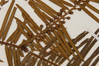 三尖杉藏品圖，第2張