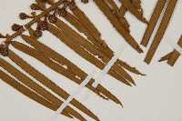 三尖杉藏品圖，第3張