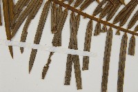 三尖杉藏品圖，第4張