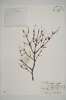 南方鐵杉藏品圖，第1張