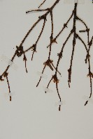 南方鐵杉藏品圖，第3張