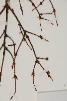 南方鐵杉藏品圖，第4張