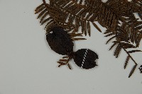 香榧藏品圖，第3張