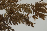 香榧藏品圖，第4張