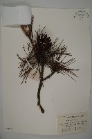 黑松藏品圖，第1張