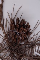 黑松藏品圖，第3張