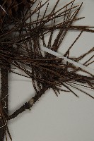 黑松藏品圖，第4張