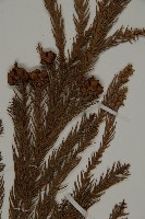 柳杉藏品圖，第3張