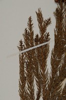 柳杉藏品圖，第4張