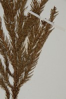 柳杉藏品圖，第5張