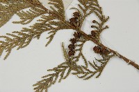 日本花柏藏品圖，第3張