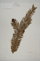 杉木藏品圖，第1張