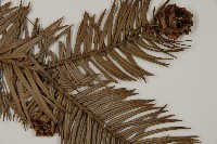 杉木藏品圖，第3張