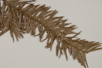 杉木藏品圖，第4張