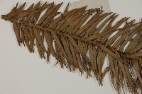 杉木藏品圖，第5張