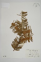 三尖杉藏品圖，第1張