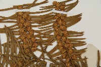 三尖杉藏品圖，第3張