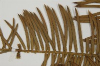 三尖杉藏品圖，第4張