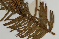 三尖杉藏品圖，第5張