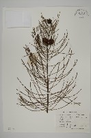 池杉藏品圖，第1張