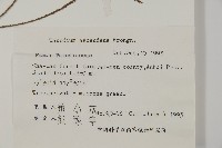 池杉藏品圖，第2張