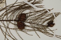 池杉藏品圖，第3張