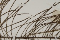 池杉藏品圖，第4張