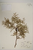 側柏藏品圖，第1張