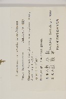 側柏藏品圖，第2張