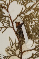 側柏藏品圖，第3張