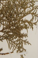 側柏藏品圖，第4張