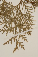 側柏藏品圖，第5張