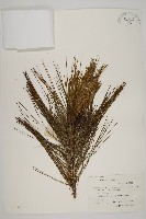 馬尾松藏品圖，第1張