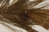 馬尾松藏品圖，第3張