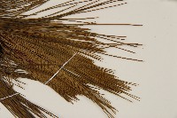 馬尾松藏品圖，第4張