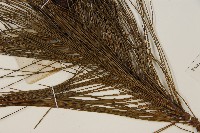 馬尾松藏品圖，第5張