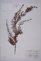 水杉藏品圖，第1張