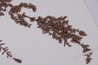 水杉藏品圖，第3張