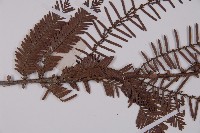 水杉藏品圖，第4張