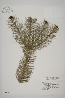 杉木藏品圖，第1張